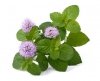 Melisa 3 kg - EQUIHERBS 